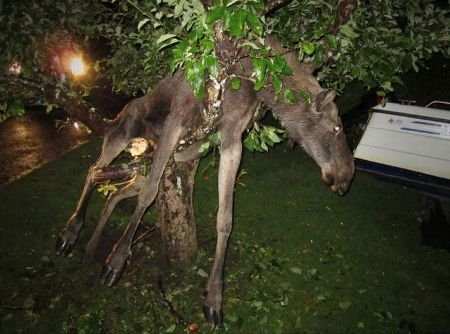 Опьяневший лось застрял на дереве. (ФОТО)