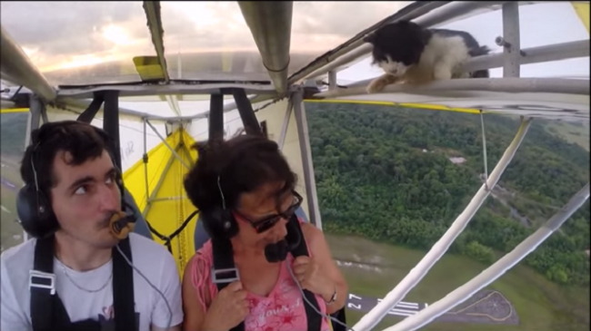 Кошка, которая любит летать – самое популярное видео на YouTube ВИДЕО)