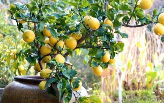 Выращиваем шикарное лимонное и мандариновое деревья в домашних условиях