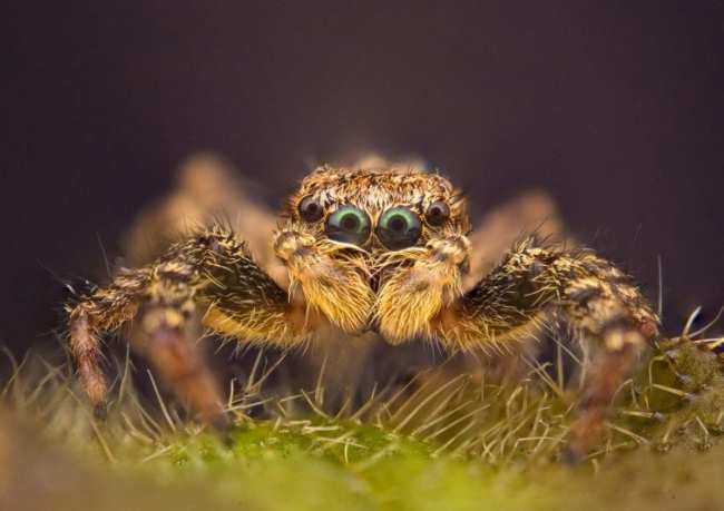 Красота дикой природы от National Geographic за 2021 год (ФОТО)