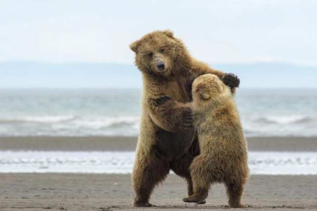 Красота дикой природы от National Geographic за 2021 год (ФОТО)