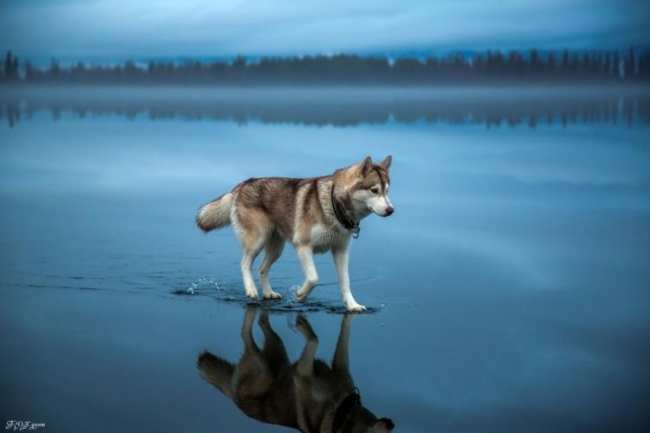 Красота дикой природы от National Geographic за 2021 год (ФОТО)