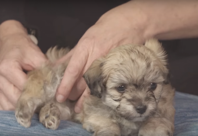 Забавный ролик о том, как щенку делают 30-минутный массаж, покорил Сеть (ВИДЕО)