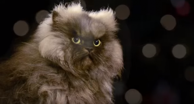 Знаменитые коты Интернета снялись в рождественском клипе (ФОТО и ВИДЕО)