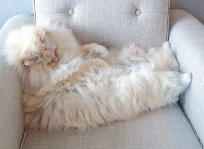 Instagram-герой дня: самый пушистый кот в мире (ФОТО)